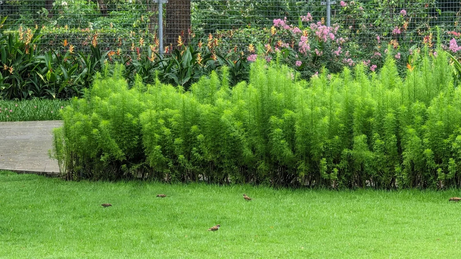 Vườn cảnh quan hiện hữu EcoXuân Setia Edenia